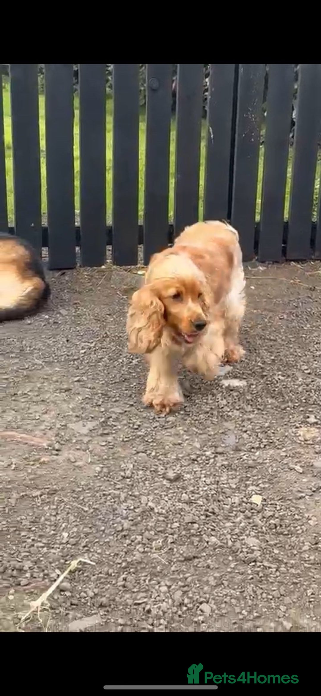 Cocker Spaniel dogs for sale: Cocker spaniel puppies (show)  - Image 2