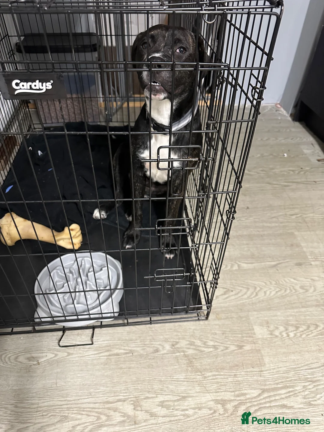 Mixed Breed dogs for sale: Staff cross pressa in Grantham - Advert 5
