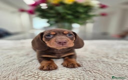 Dachshund dogs for sale: READY TO LEAVE Miniature dachshund puppies PRA CLR - Image 4