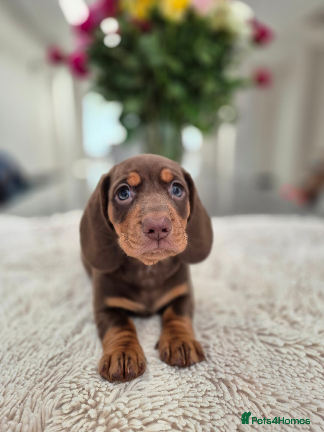 Dachshund dogs for sale: READY TO LEAVE Miniature dachshund puppies PRA CLR - Image 4