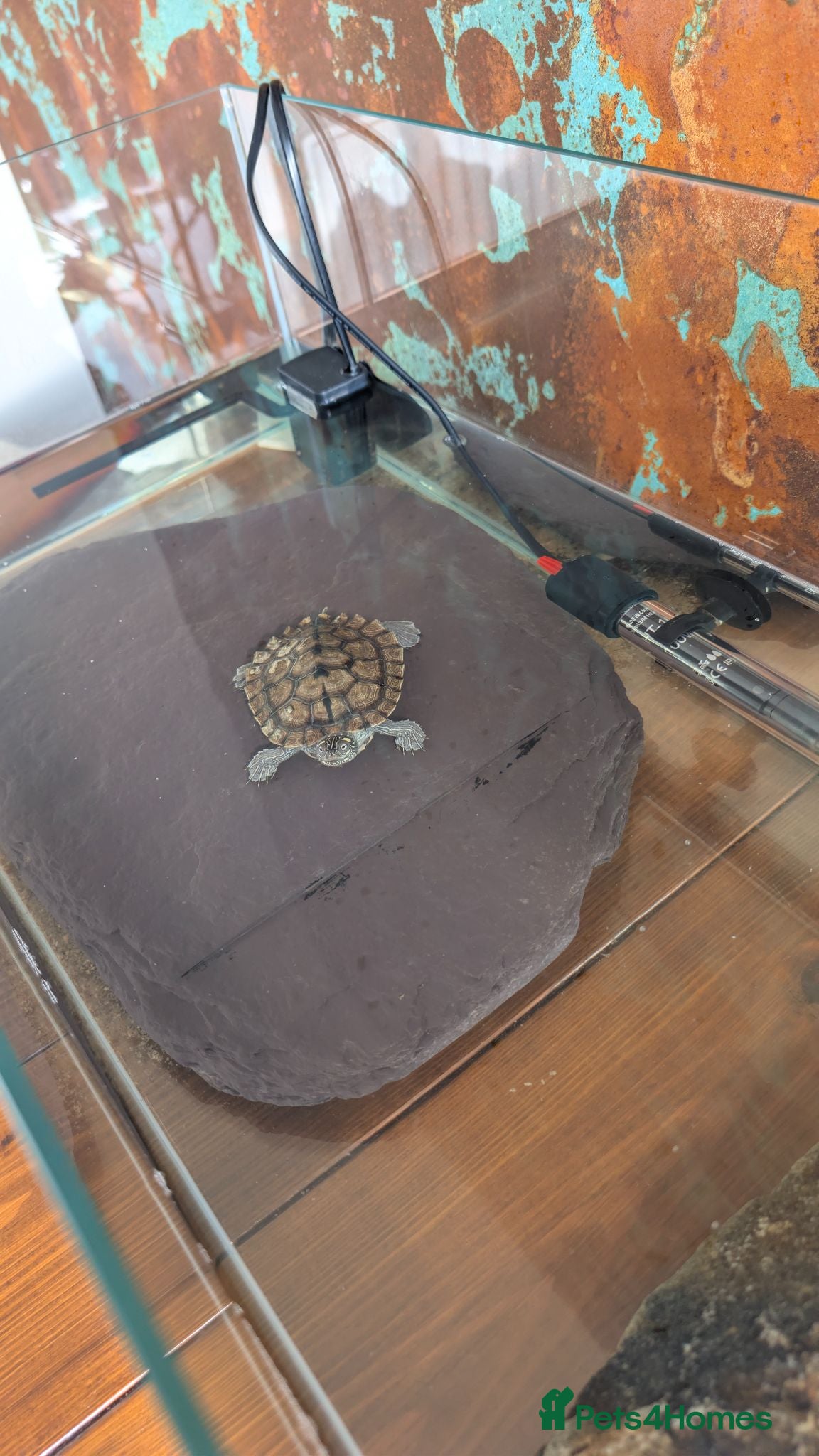 Terrapin reptiles Two terrapin for sale - Advert 1