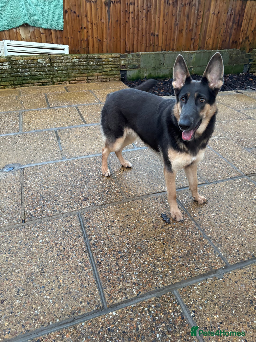 German Shepherd dogs for sale: Kc reg blue & tan health tested german shepherd  - Advert 3