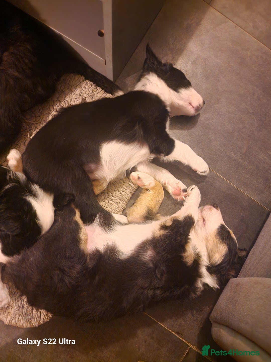 Mixed Breed dogs for sale: Boarder collie  - Advert 9