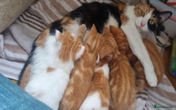 Mixed Breed cats for sale: Adorable Kittens. Ginger males - Image 14