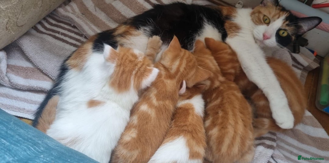 Mixed Breed cats for sale: Adorable Kittens. Ginger males - Image 14