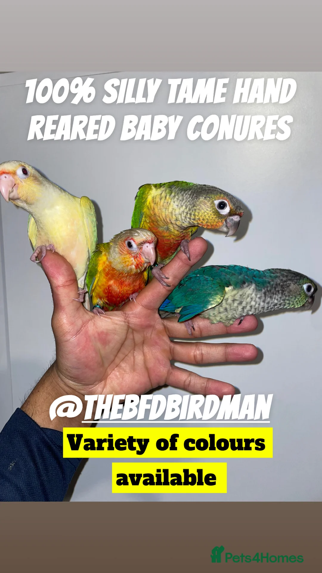 Conures birds for sale: 100% SILLY TAME HAND REARED BABY CONURES - Advert 1