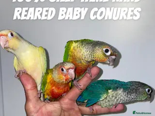 Conures birds 100% SILLY TAME HAND REARED BABY CONURES - Advert 1