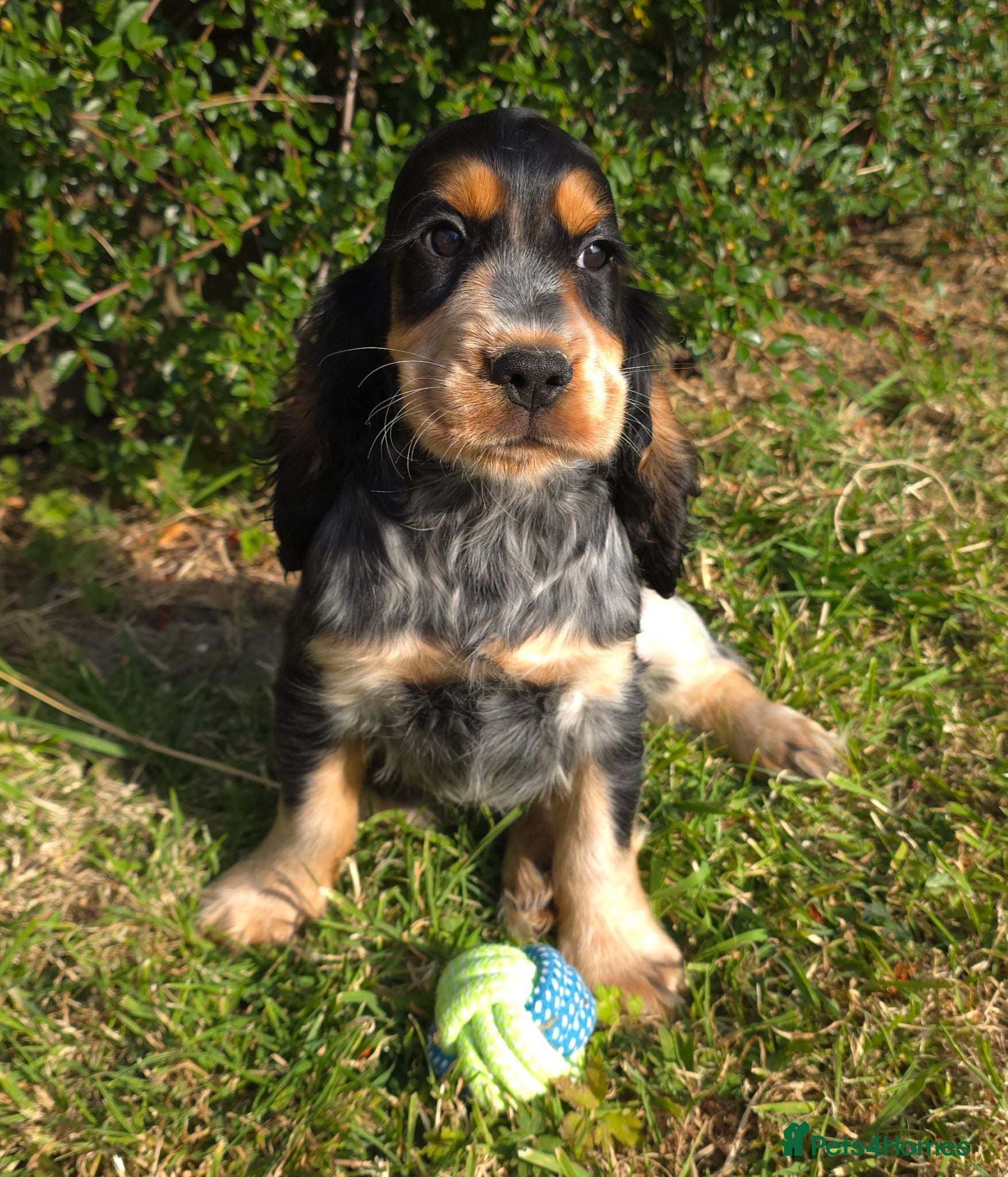 Cocker Spaniel dogs 🌟 1 Tri female left 🌟 - Advert 13