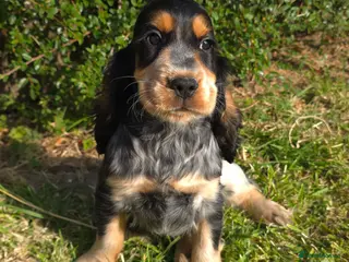 Cocker Spaniel dogs 🌟 1 Tri female left 🌟 - Advert 13