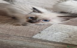 Ragdoll cats for sale: Ragdolls ready now - Image 2