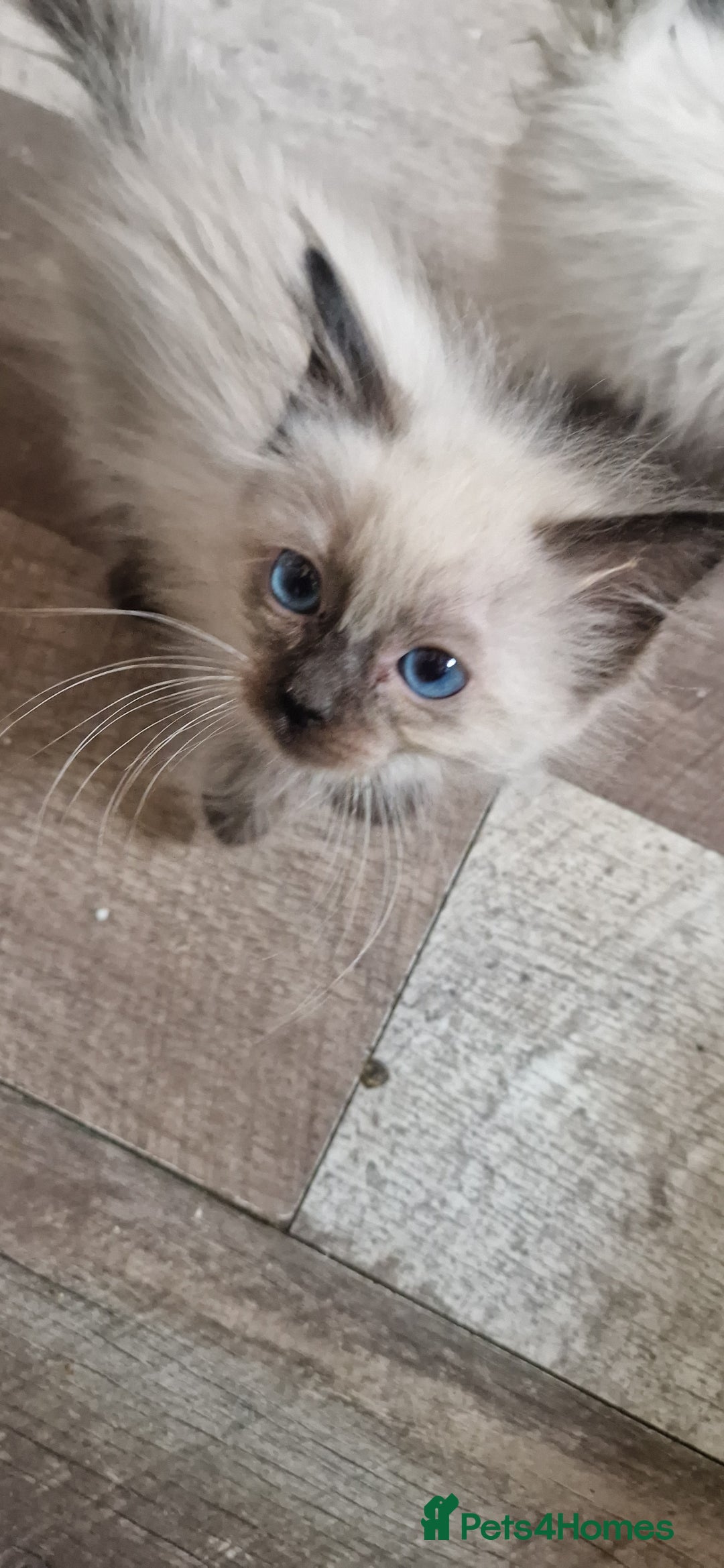 Ragdoll cats for sale: Ragdolls ready now - Image 2