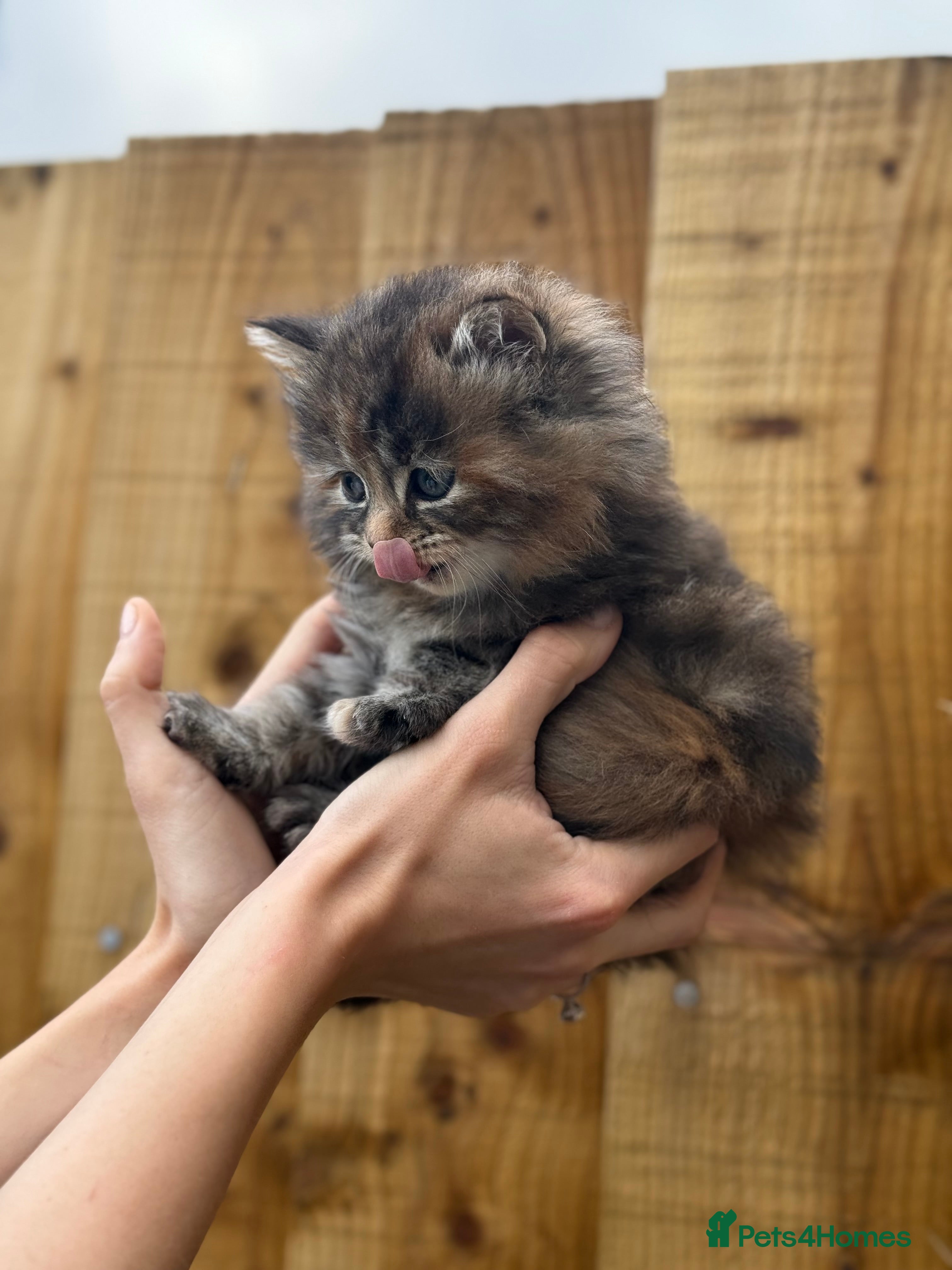 Scottish Fold cats Adorable Scottish Fold Cross Kittens - Advert 1