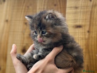 Scottish Fold cats Adorable Scottish Fold Cross Kittens - Advert 5