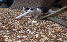Mixed Breed cats for sale: Kittens for sale  - Image 4