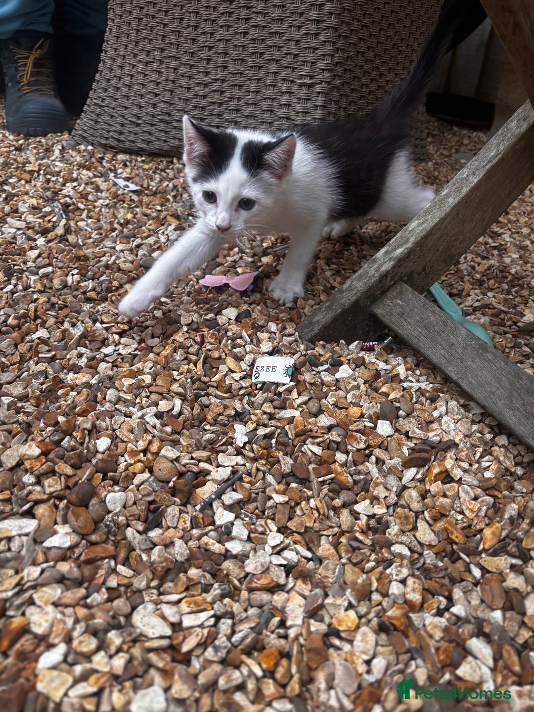 Mixed Breed cats for sale: Kittens for sale  - Image 4