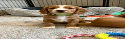 Cocker Spaniel dogs for sale: Beautiful Golden cockers free insurance with agria - Advert 23
