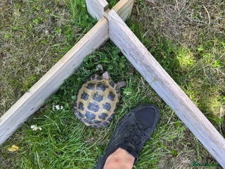 Tortoise reptiles - Advert 13