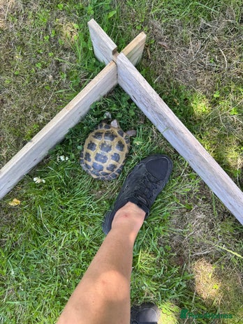 Tortoise reptiles - Advert 3