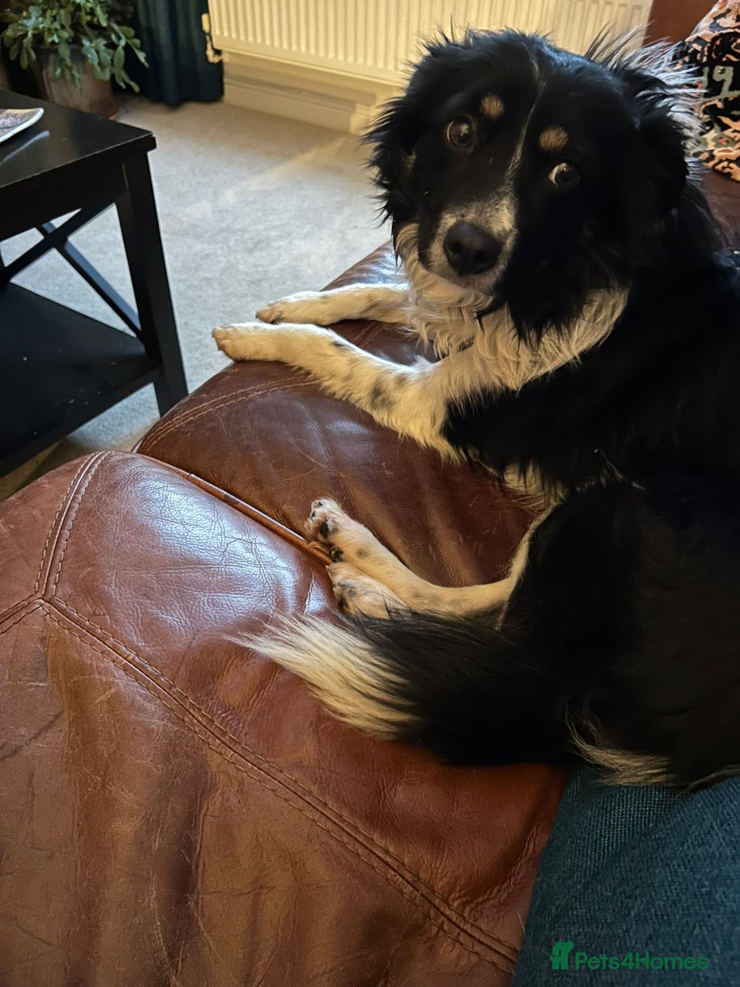 Mixed Breed dogs for adoption: Amazing Neeka - Advert 2