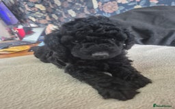 Sproodle dogs for sale: Beautiful Sproodles 1 black girl&1 chocolate boy - Image 14