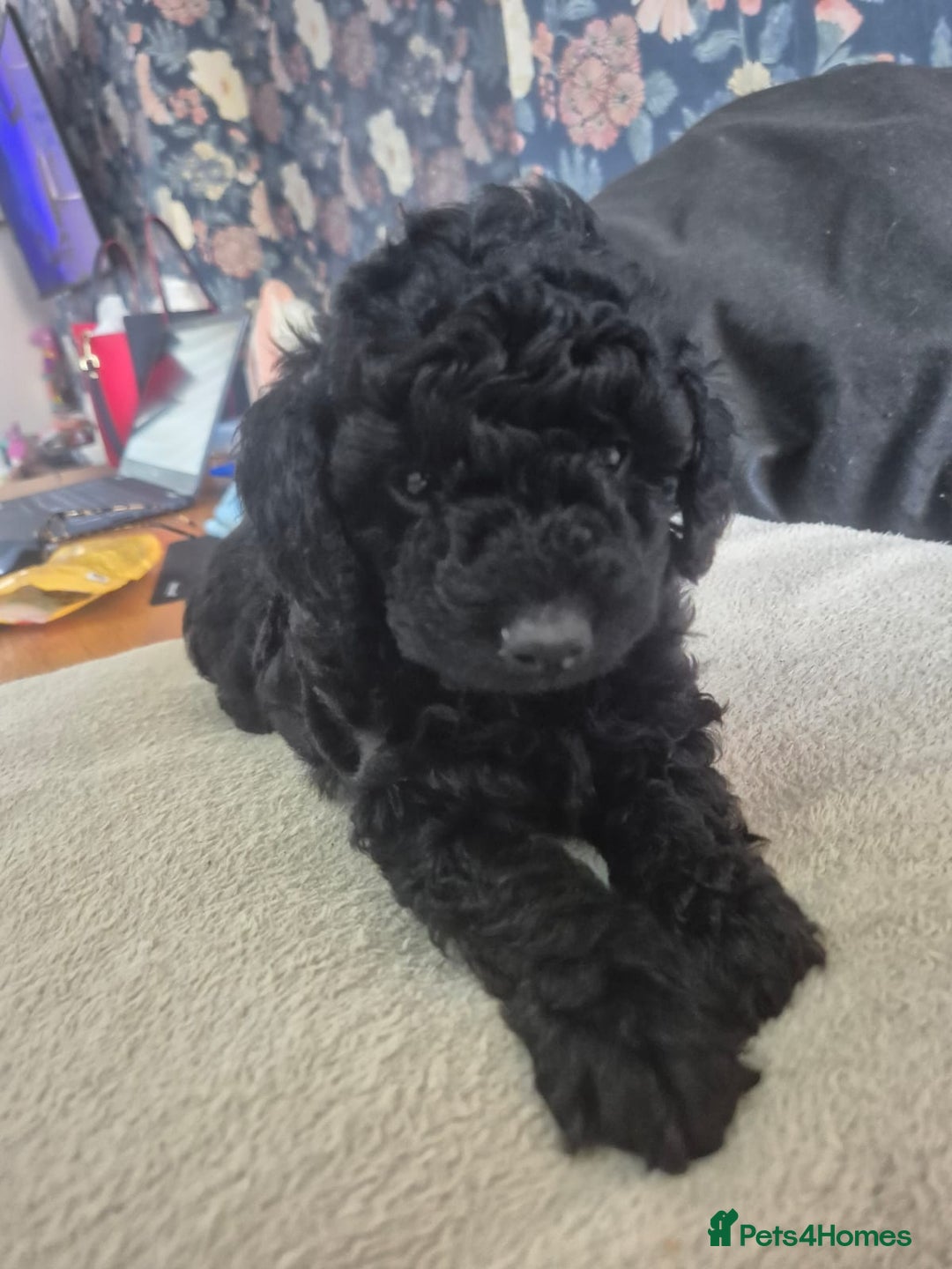 Sproodle dogs for sale: Beautiful Sproodles 1 black girl&1 chocolate boy - Image 14