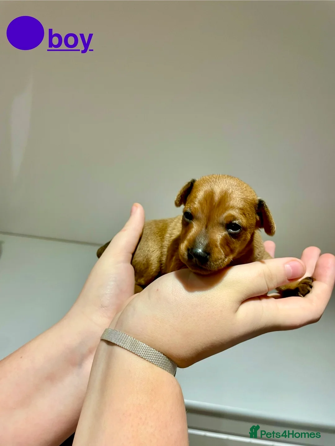 Miniature Pinscher dogs for sale: KC Miniature pincher in Doncaster - Advert 9