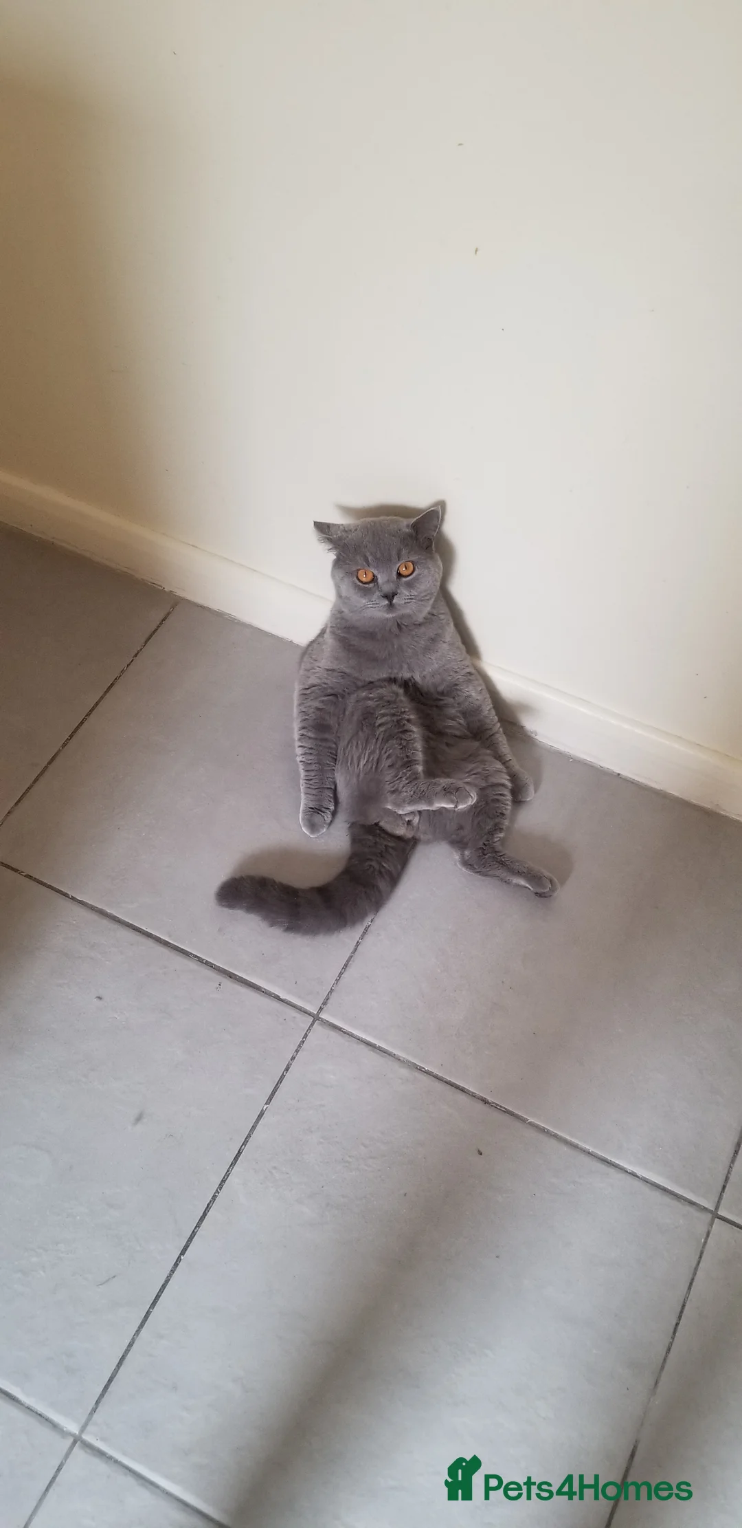 British Shorthair cats for stud: GCCF Active BLUE BOY for stud 💙 in Bexleyheath - Advert 16