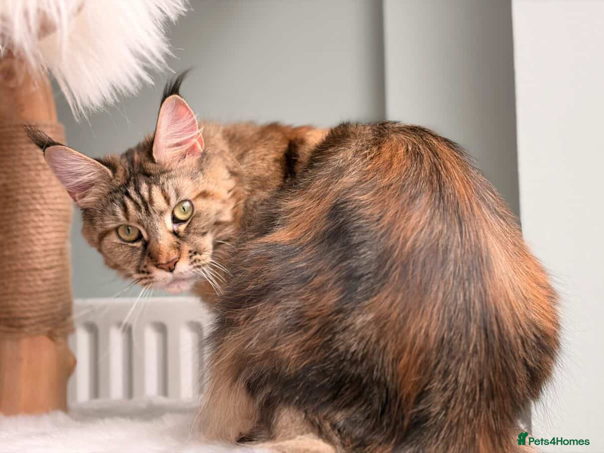 Maine Coon cats for sale: TICA Mainecoon Litter Due  - Advert 1