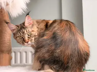 Maine Coon cats 3 TICA Registered Mainecoon kittens - Advert 9