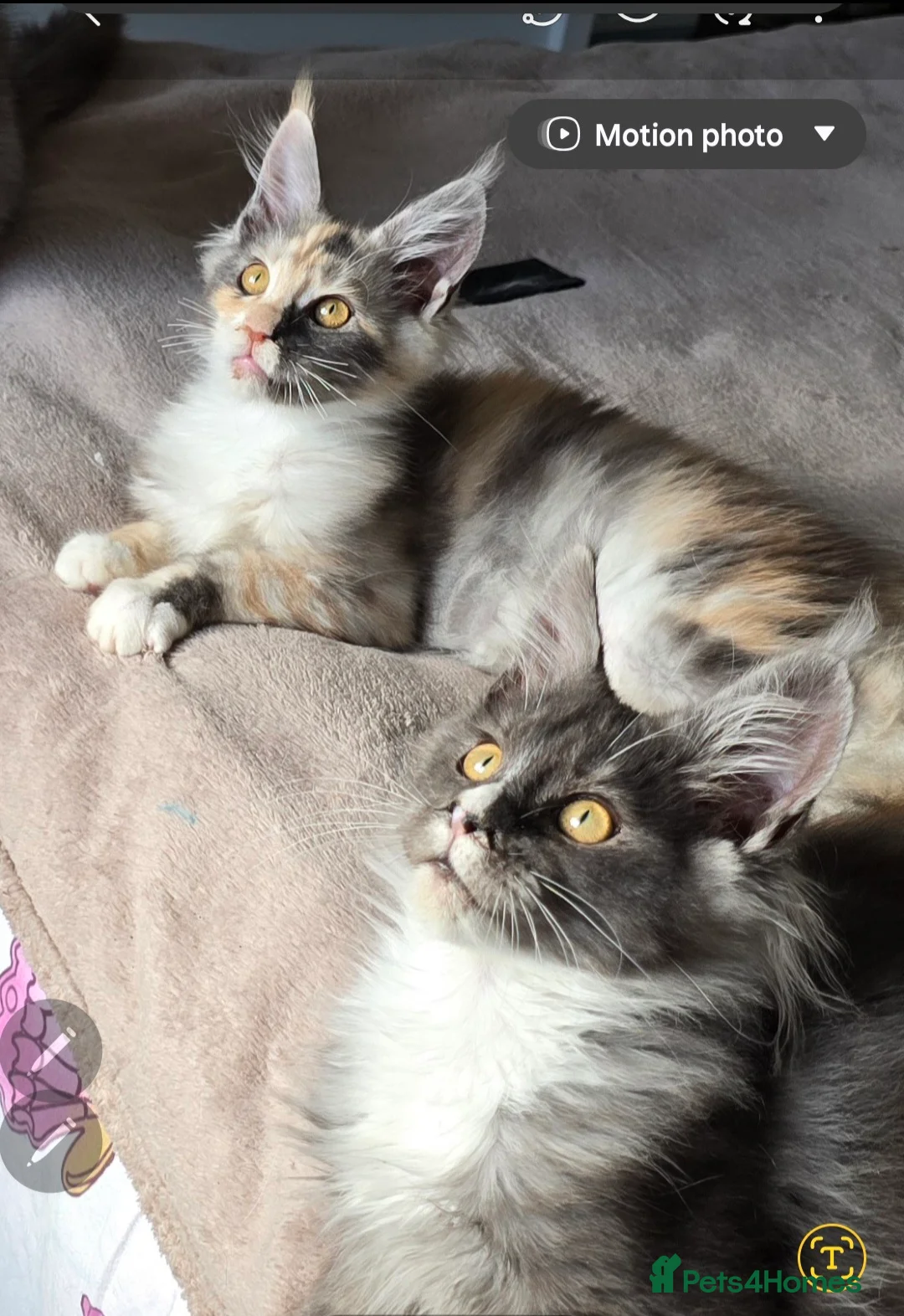 Maine Coon cats for sale: Stunning Maincoon kittens in Peterborough - Advert 2