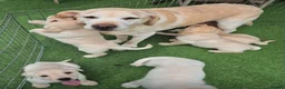 Labrador Retriever dogs for sale: Labrador puppies in South Ockendon - Advert 2