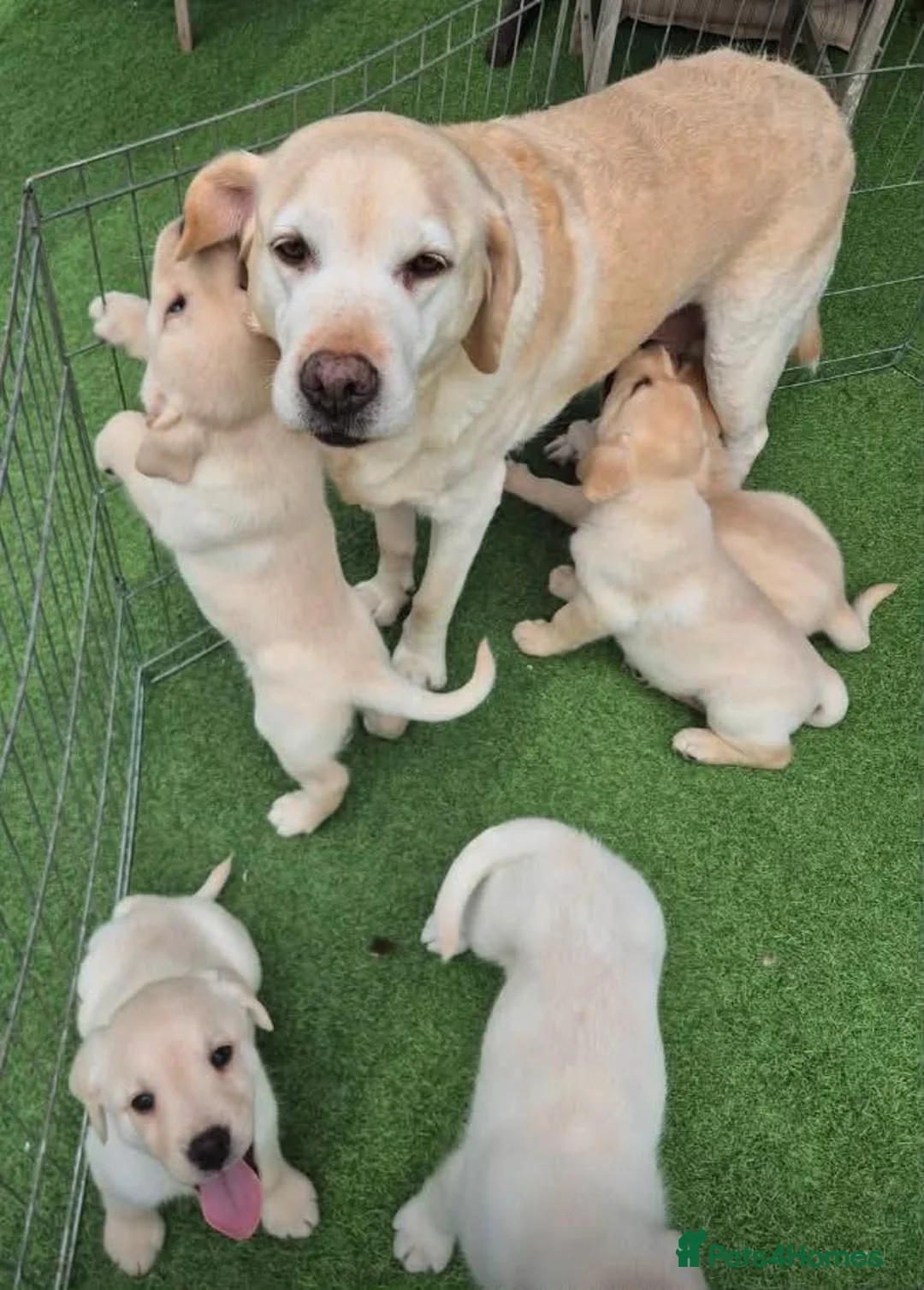 Labrador Retriever dogs for sale: Labrador puppies in South Ockendon - Advert 2