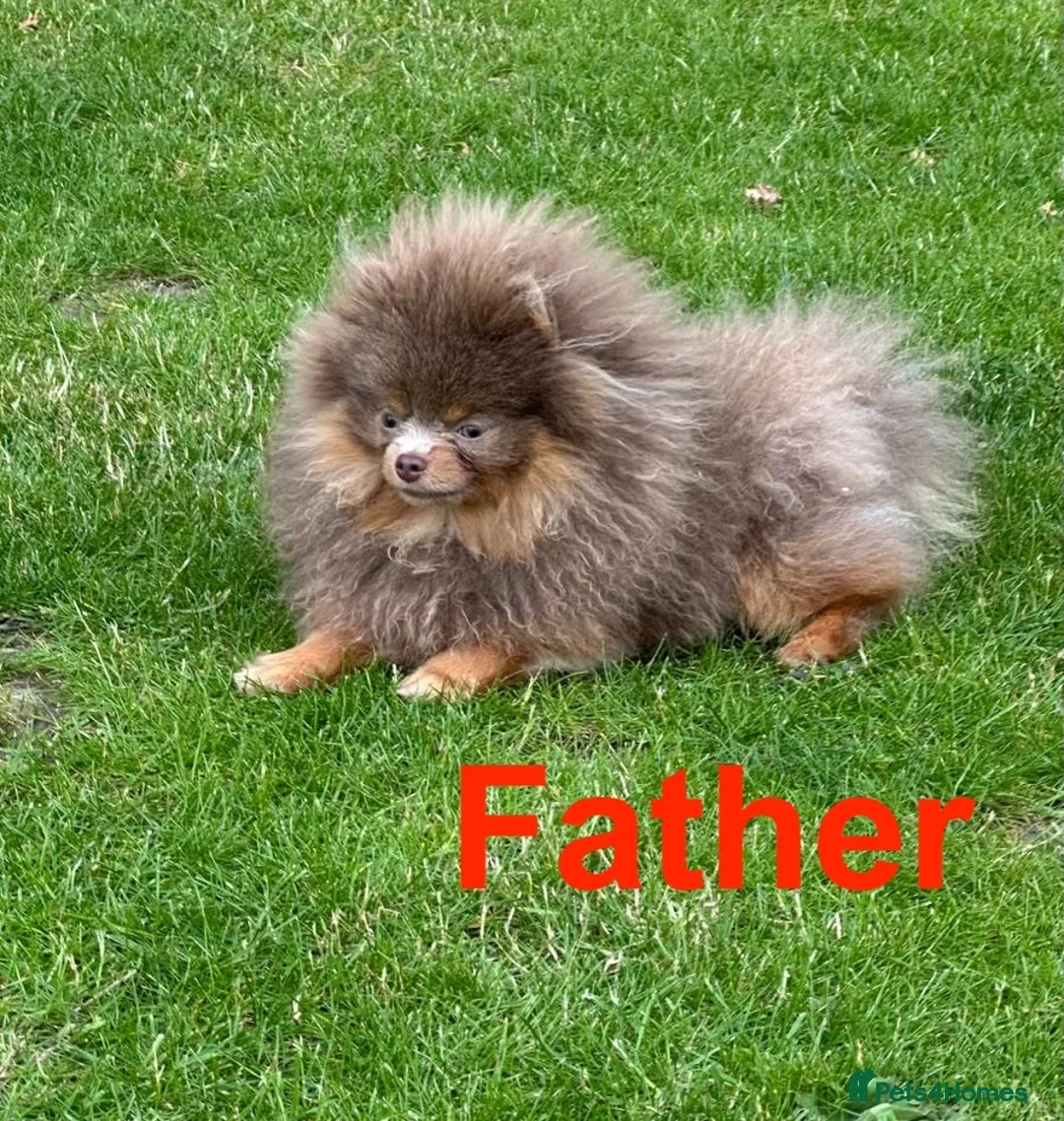 Pomeranian dogs for sale: Stunning Pom Girl for sale - Advert 10