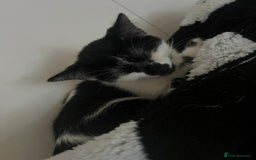 Mixed Breed cats for sale: 1 female left-Gorgeous Bengal X British Shorthair  - Advert 12