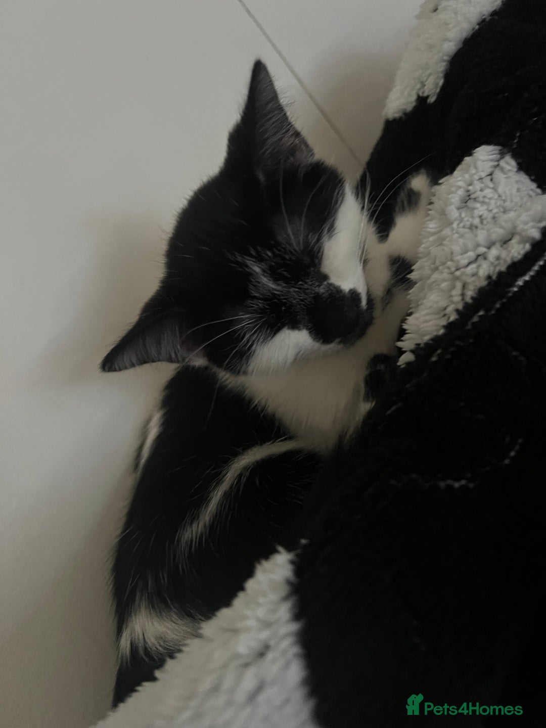 Mixed Breed cats for sale: 1 female left-Gorgeous Bengal X British Shorthair  - Advert 12