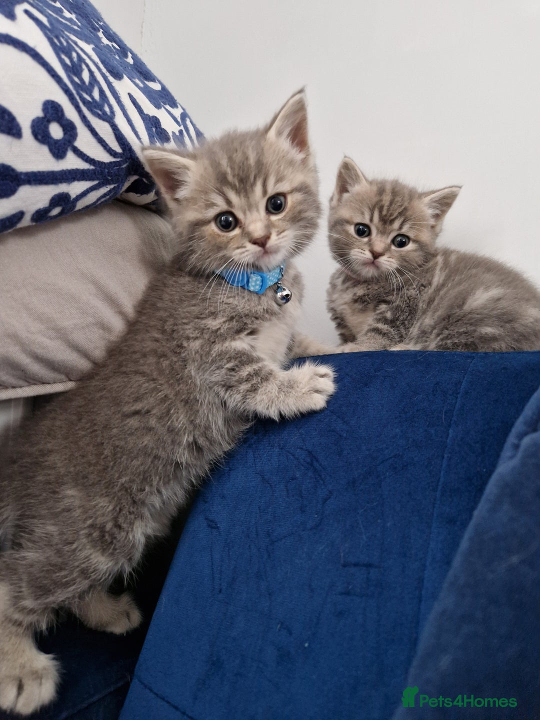 Ragdoll cats for sale: Ragdoll cross British kittens - Image 4