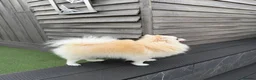 Pomeranian dogs for sale: Beautiful Female Pomeranian Looking for Home  - Advert 6