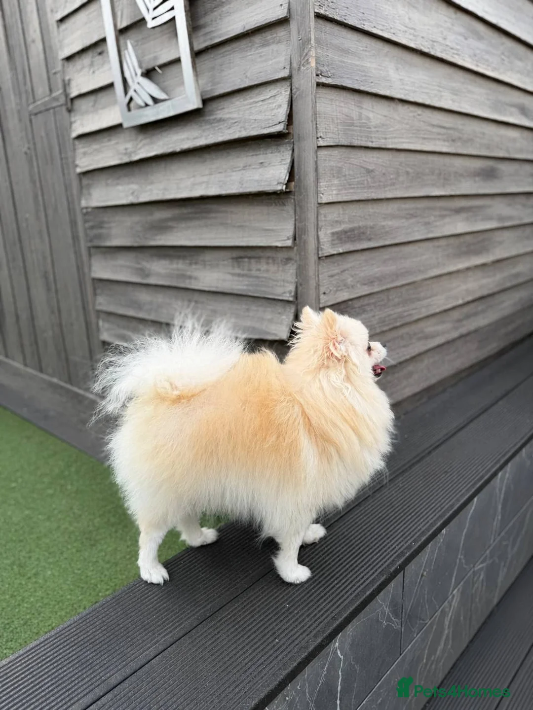Pomeranian dogs for sale: Beautiful Female Pomeranian Looking for Home  - Advert 6
