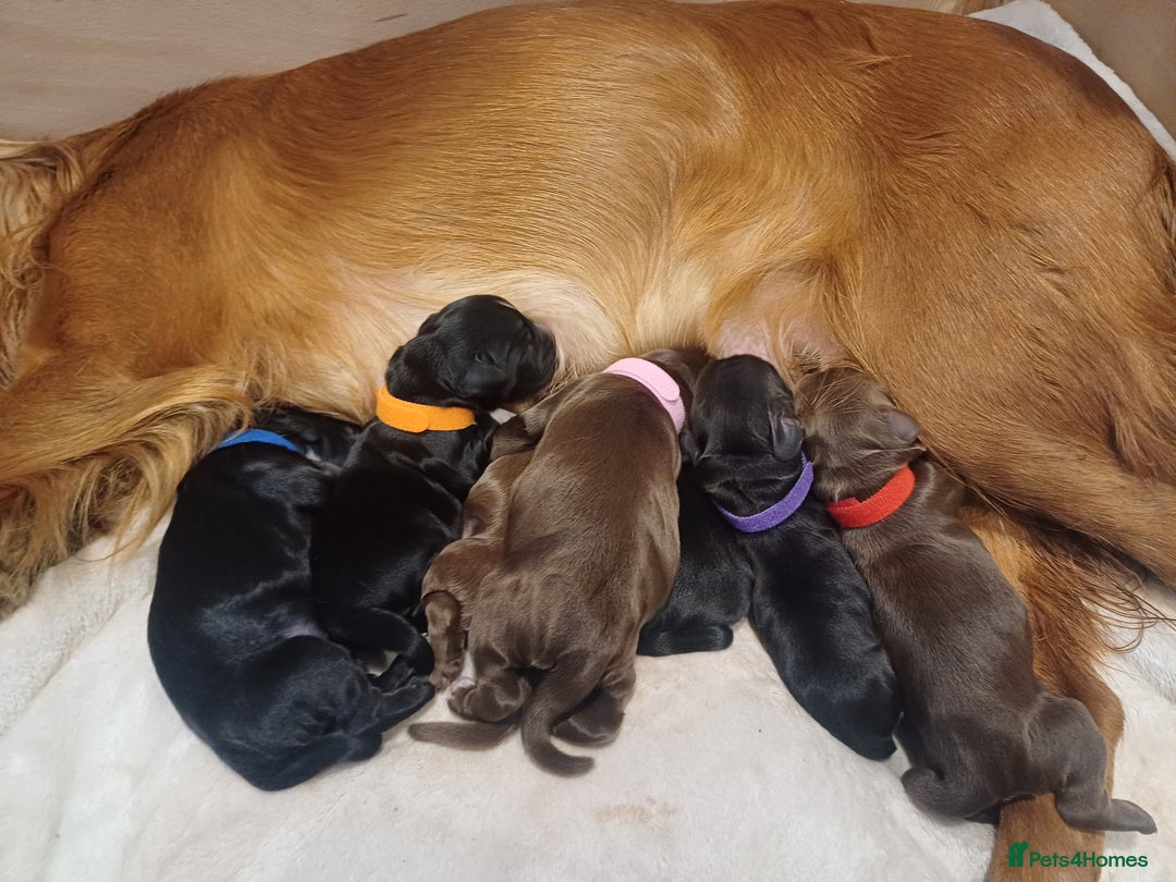 Cocker Spaniel dogs for sale: Working cocker spaniels 4 weeks old - Image 23