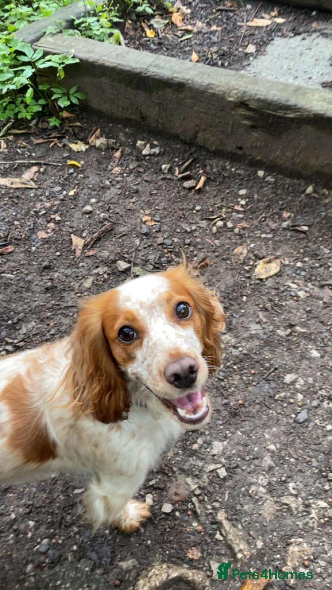 Cocker Spaniel dogs for sale: Working Cocker Spaniel Puppies - Advert 2