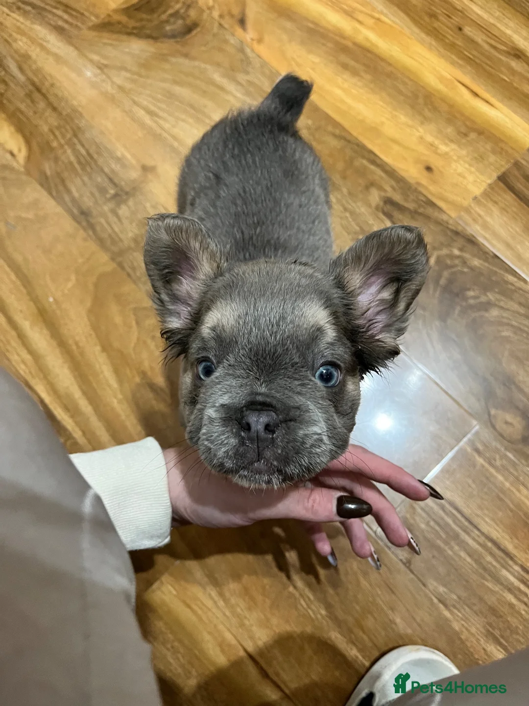 French Bulldog dogs for sale: Blue tan fluffy French bulldog puppy  - Advert 3