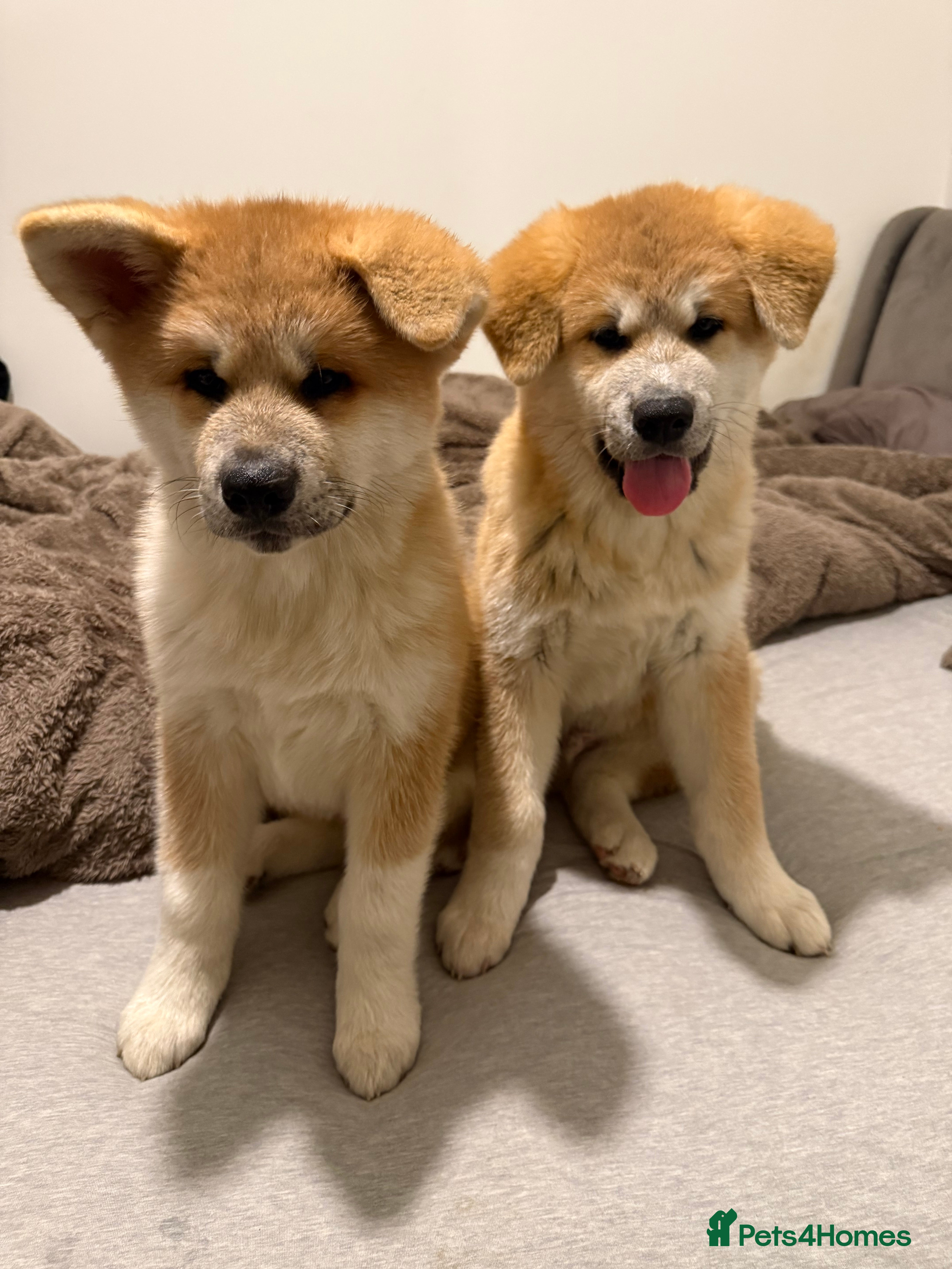 Akita dogs Akita puppy - Advert 2