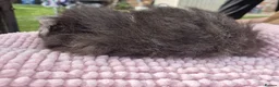 Guinea Pig rodents for sale: Cuddly Swiss Boar - Advert 5