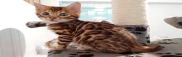 Bengal cats for sale: Pedigree brown and blue rosetted bengals - Advert 7