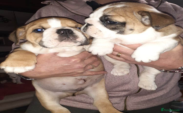 English Bulldog dogs - Advert 2