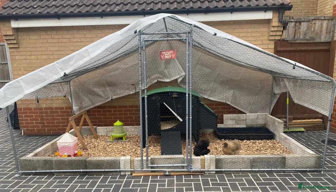 Chickens poultry for sale: 🐔 Loving Home Wanted for 4 Beautiful Hens  - Image 2