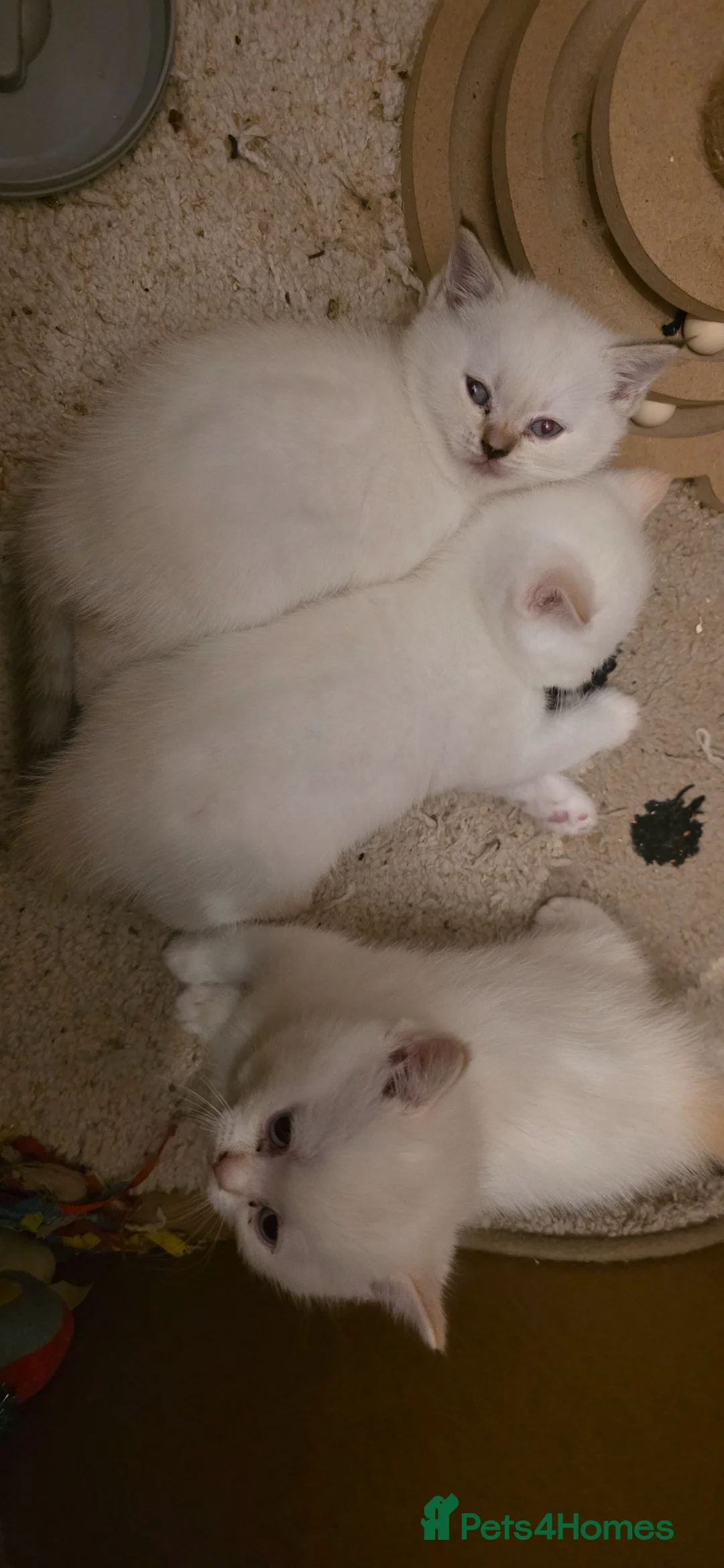 British Shorthair cats for sale: That's my house pets kids  - Advert 2