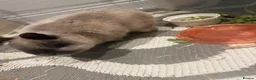 Netherland Dwarf rabbits for sale: Male rabbit  in West Byfleet - Advert 2