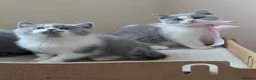 British Shorthair cats for sale: Amazing British Shorthair Bicolour kittens  - Advert 13