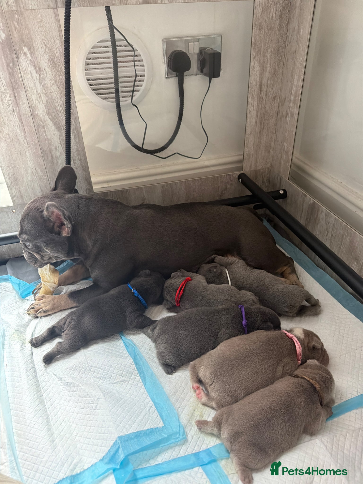French Bulldog dogs Gorgoeus Isabella, lilac and blue Frenchies - Advert 15